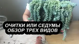 Виды Седумов | Обзор Комнатных Очитков