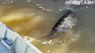 Cops Free Anaconda That Got Trapped In Branches After Eating Huge Animal Whole