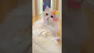 Watch the beautiful cat 🤗💖
