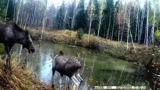 Бассейн для лосей. Заячий батл на солонце. Лосинный король!