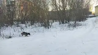Прогулки с Мухтаром. декабрь 2022