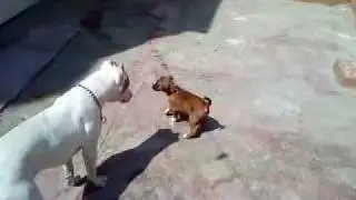 pitbull red nose max