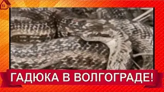 ГАДЮКА в Волгограде/Ворошиловский район во дворе дома/МЧС пришла на помощь!/ SNAKE VIPER