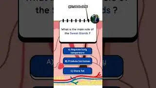 What‘s the main role of the Sweat Glands ?