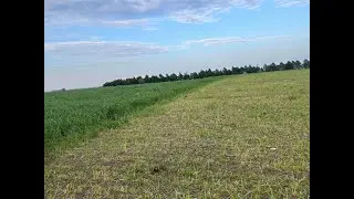 Producer Perspectives on Using Annual Forages: Lessons learned in the field