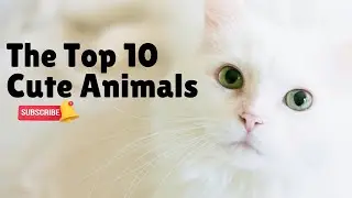 Top 10 Cutest Animals That Will Melt Your Heart!