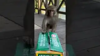 Funny monkey Monkey steal chips #viral #shorts#reels# video# viral reels#viral video