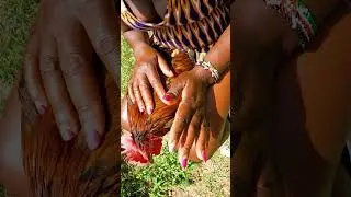slaughtering chicken for food 