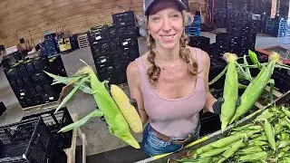 Sweetcorn packing into RPC's