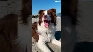 dogsssssss