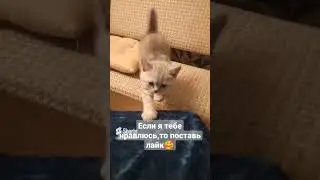 Как мы росли / Часть 1 / Счастливые моменты нашего котика Лео.
