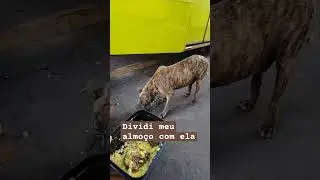 Cadela faminta apareceu no ponto final