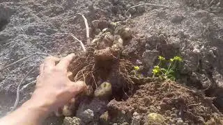 Работа урожай собираем 22.08.24 год