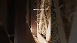 Бани, которые точно понравятся #карибия #бани #shortsvideo