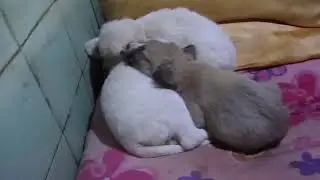 Щенки из норы 4.