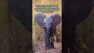 AFRICAN ELEPHANT | Gentle Giants