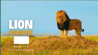 जंगल की अनसुनी कहानियाँ