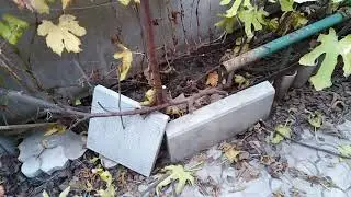 Обрезка инжира осенью. Мой способ.