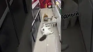 жиза жиз 
