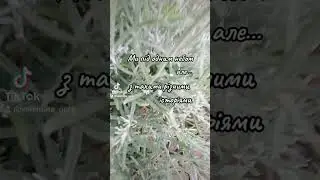 Ми під одним небом, але, з такими різними історіями! ❤️🇺🇦