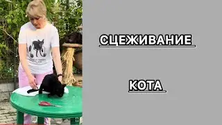 Сцеживание кота. Массаж мочевого пузыря у кота.#приют #cat #животные #кот #сцеживание