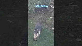 Wild Turkey roaming around our community 
