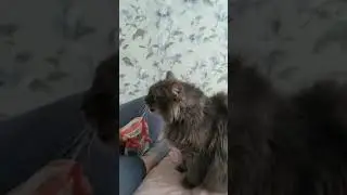Кошка пробует вкусняшку Our cat
