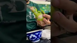 Popugay ojereloviy🦜- Попугай ожереловый 🦜