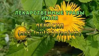 Лекарственные растения июля "Девясил"