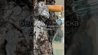 ПОЧЕМУ БЕРЕЗЫ БЕЛЫЕ?