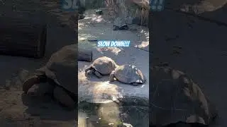#turtle #turtles #tortoise #nature #slowdown #race #iliketurtles #needforspeed #animalkingdom