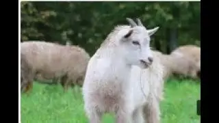 the sheep kid ,,,all animal channel