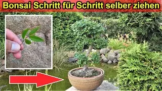 Vom Steckling zum Bonsaibaum / Bonsai selber ziehen & machen - Anleitung - Bonsai Zeitraffer 6 Jahre