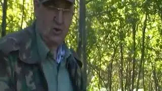 Ловля соловья на самохлоп
