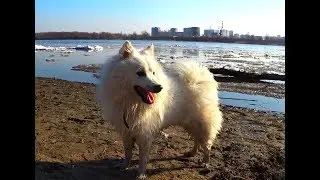 Японский шпиц радуется весне