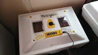 Муларди кольорові