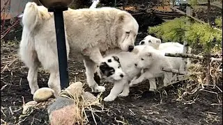 Пока Мама-АЛАБАЙ ловит лягушек, Бабушка развлекает щенков!