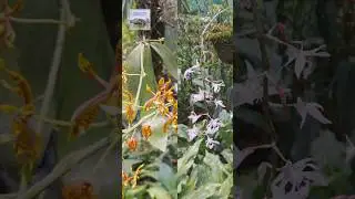 10 Facts You Should Know About Orchids #shorts #ytshorts #orchids #ritzyventurez