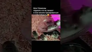 Шок #шайлураптор #индоминусяйца