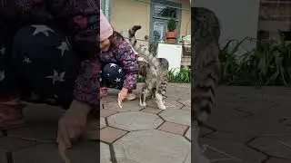 кот снежок и алфавит лор 