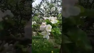 Цветут яблони, пчелы берут нектар - прекрасное зрелище