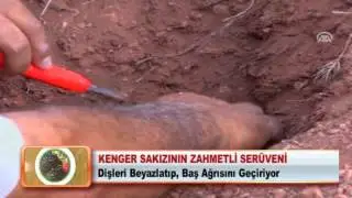 Kenger sakızının zahmetli serüveni