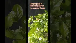 Mogra plant fartilizer / Mogra care / jasmine plant more flowers #ytshorts #Gardenviewpoint