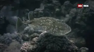 Как обитатели залива Акаба (Эйлатский залив) в Красном море проводят ночь ?