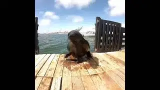 Laramon Tours catamaran cruises - Namibia