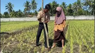 Projek Penguatan Profil Pelajar Pancasila (P5)  SLBN 2 Lombok Timur Menanam Jagung