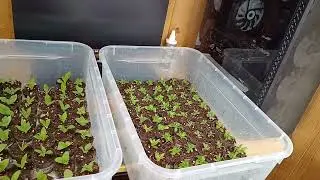 🌸Черенки на троечку? 🌸Было - стало🌸Новые посылки с растениями🌸