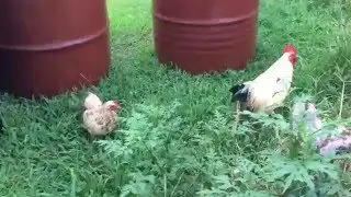Khmer Farm in South Carolina Part 1