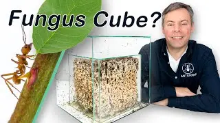 The Fungus Cube - Facts about fungus growth