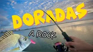 VAYA locura de 🎣 DIA [ESTO está ⚠️INFECTADO ⚠️de DORADAS]